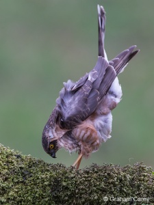 Sparrowhawk (Accipiter nisus) Graham Carey